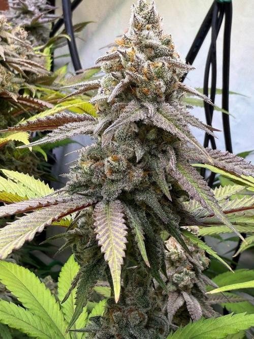 All about Terps. Week 15 - chemferno