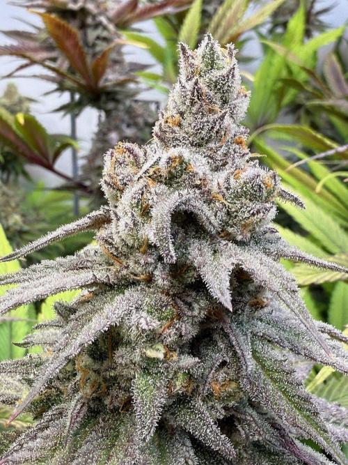 All about Terps. Week 15 - chemferno