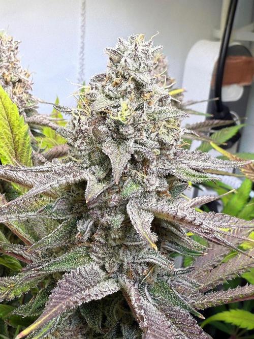 All about Terps. Week 15