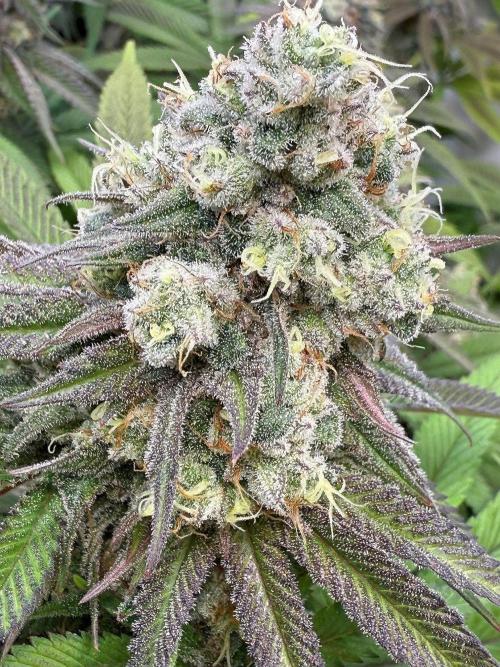 All about Terps. Week 15 - Strawberry Lobster