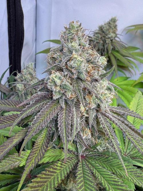 All about Terps. Week 15 - Strawberry Lobster