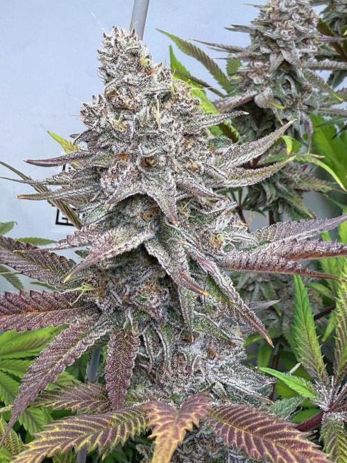 All about Terps. Week 15 - Red Hot Violet