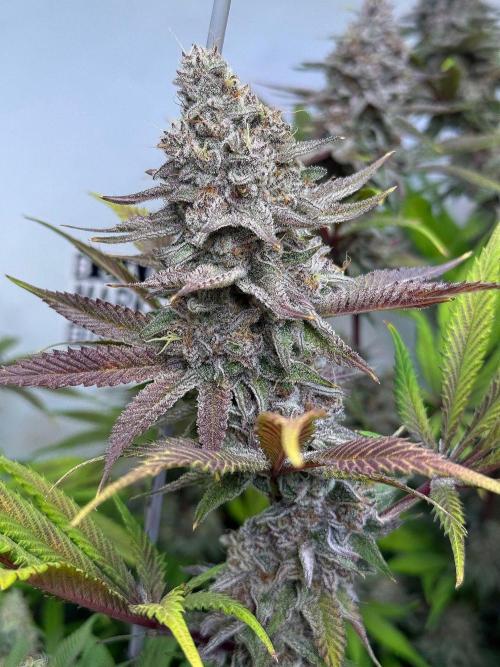 All about Terps. Week 15 - Red Hot Violet