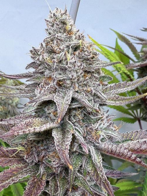 All about Terps. Week 15 - Red Hot Violet