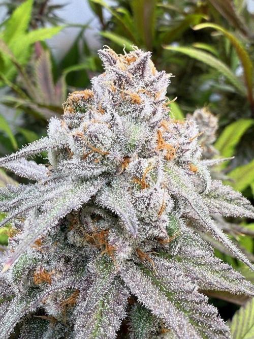 All about Terps. Week 15 - chemferno