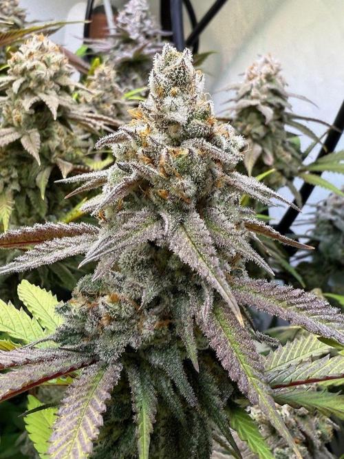 All about Terps. Week 15 - chemferno