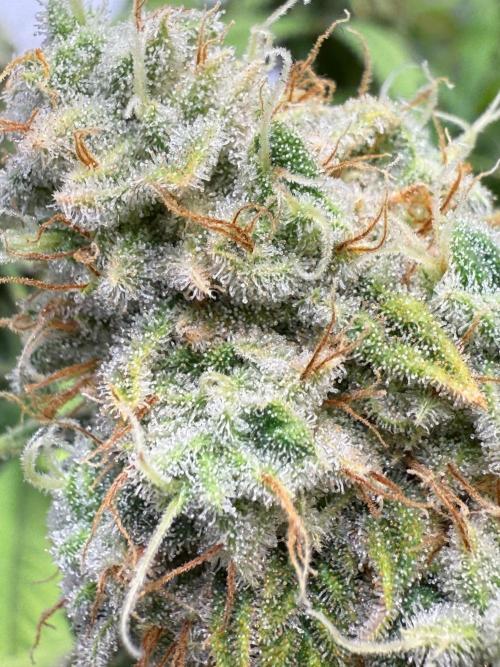 All about Terps. Week 15 - Strawberry Guava