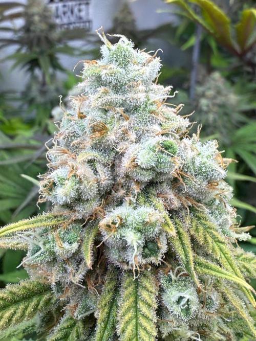 All about Terps. Week 15 - Strawberry Guava