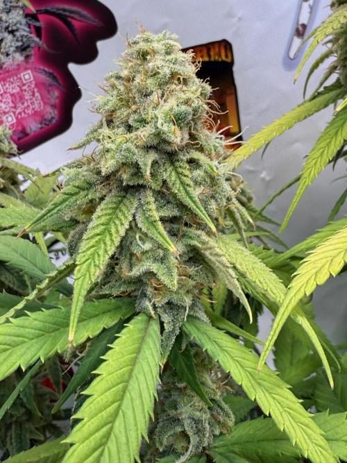 All about Terps. Week 15 - Strawberry Guava