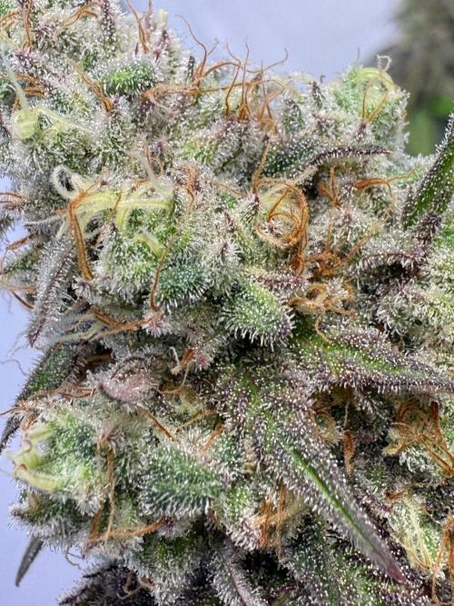 All about Terps. Week 15