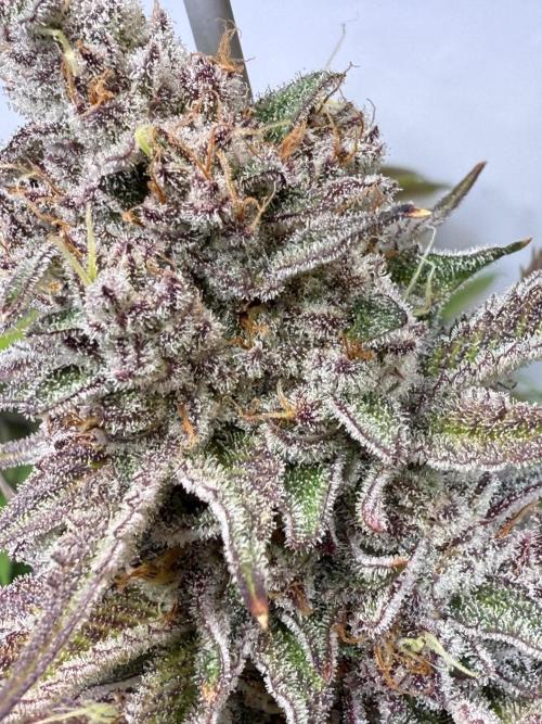 All about Terps. Week 15 - Red Hot Violet