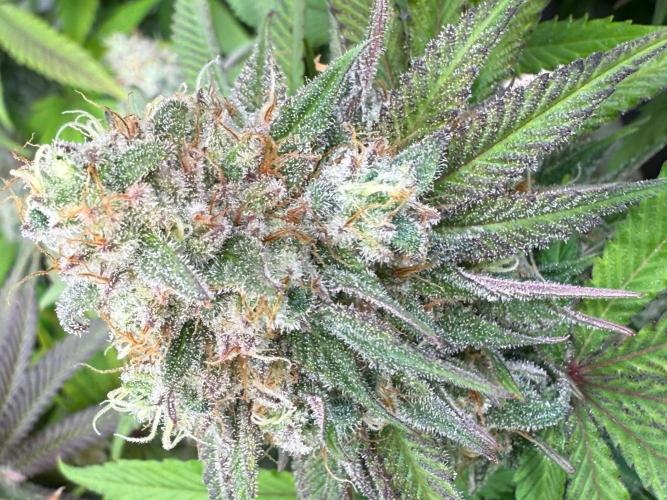 All about Terps. Week 15