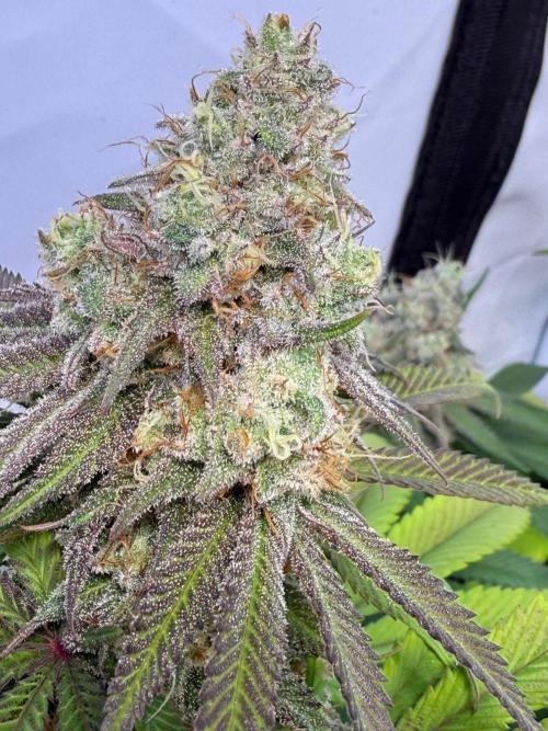 All about Terps. Week 15 - Strawberry Lobster