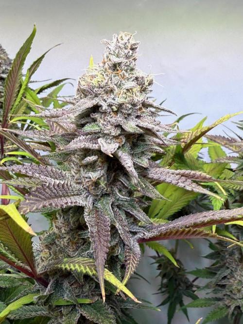 All about Terps. Week 15