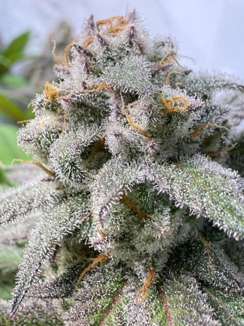 All about Terps. Week 15