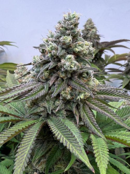 All about Terps. Week 15 - Strawberry Lobster