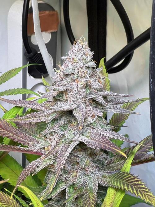 All about Terps. Week 15 - Chemferno