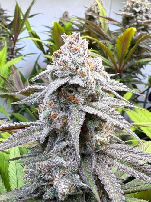 All about Terps. Week 15 - chemferno