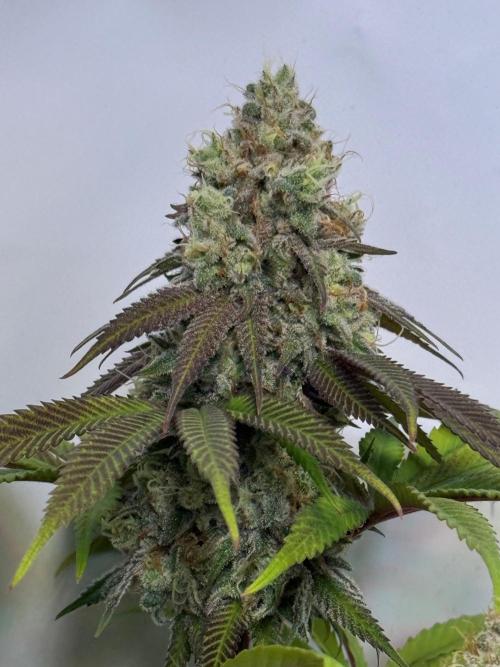 All about Terps. Week 15 - Strawberry Lobster