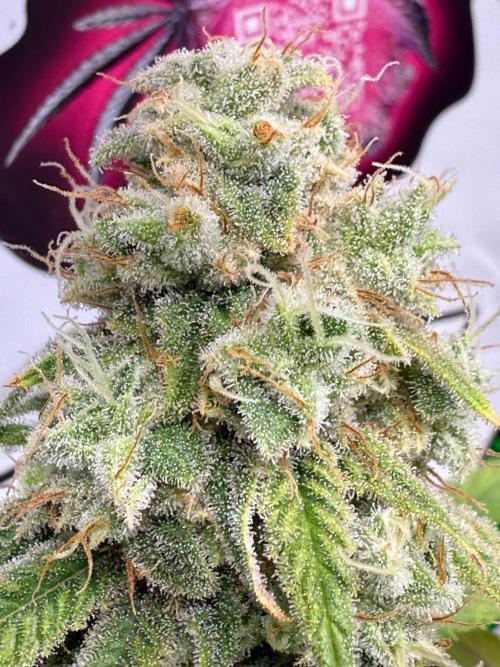 All about Terps. Week 15 - Strawberry Guava