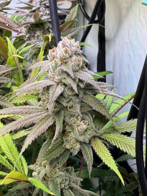 All about Terps. Week 15 - chemferno