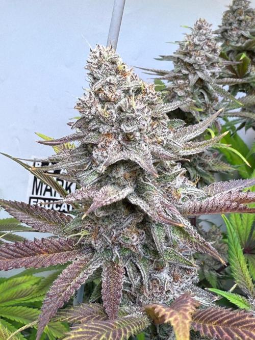 All about Terps. Week 15 - Red Hot Violet