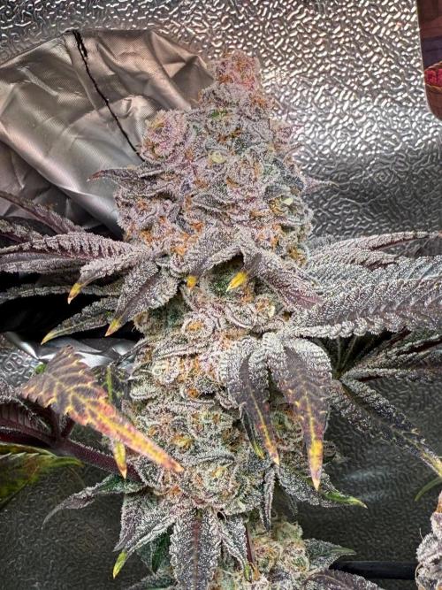 Fire in 40x40. Week 15