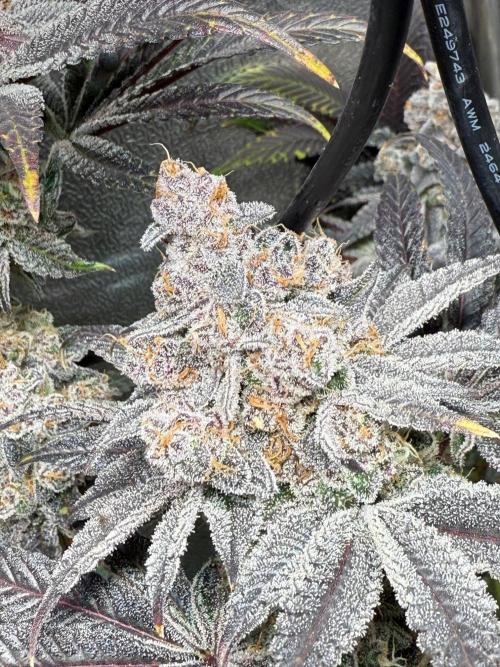 Fire in 40x40. Week 15