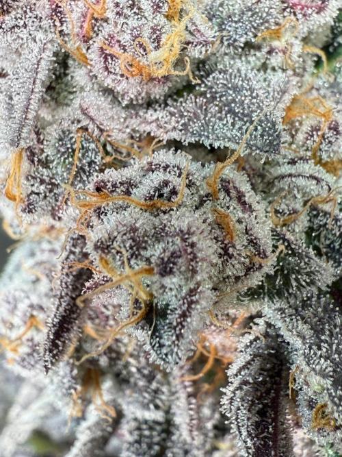 Fire in 40x40. Week 15