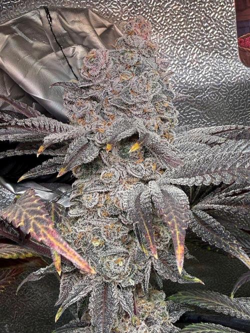 Fire in 40x40. Week 16