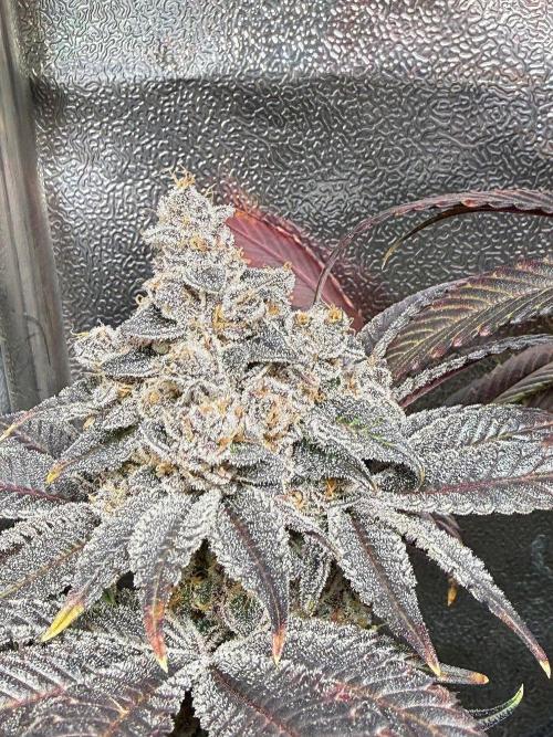 Fire in 40x40. Week 16