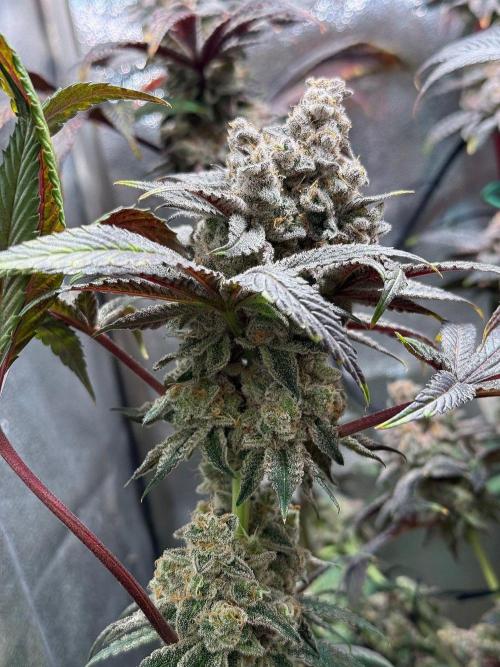 Fire in 40x40. Week 16