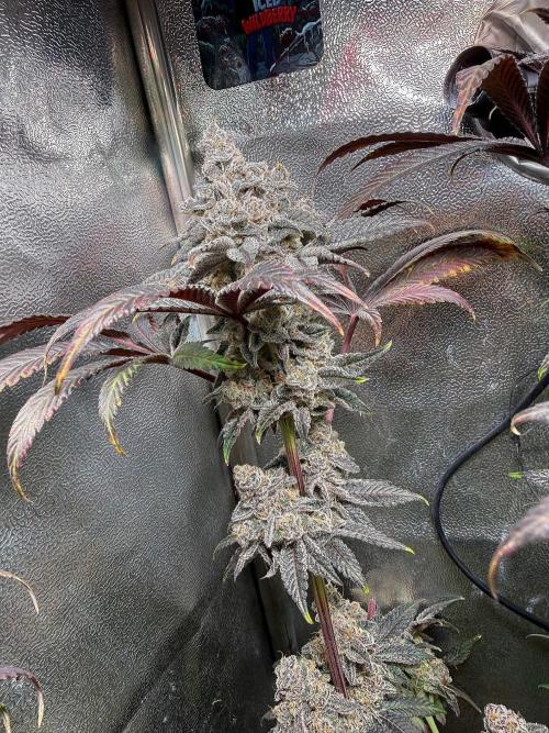 Fire in 40x40. Week 16