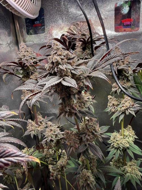 Fire in 40x40. Week 16