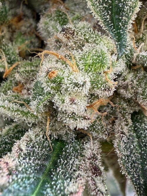 Fire in 40x40. Week 16