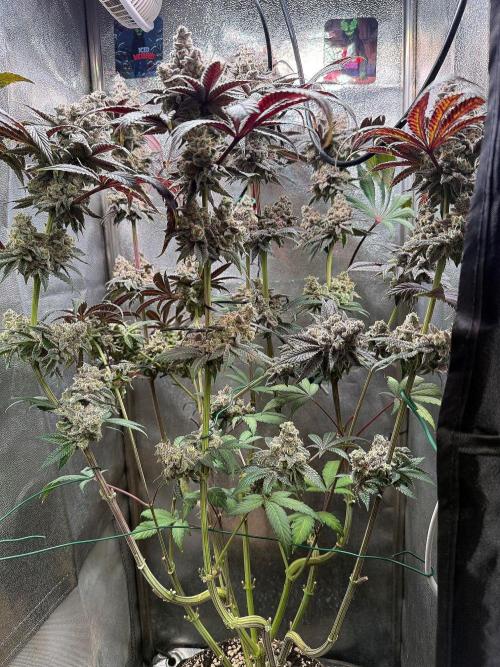 Fire in 40x40. Week 16