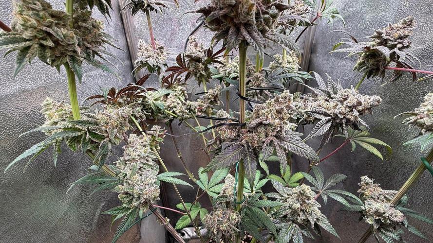 Fire in 40x40. Week 16