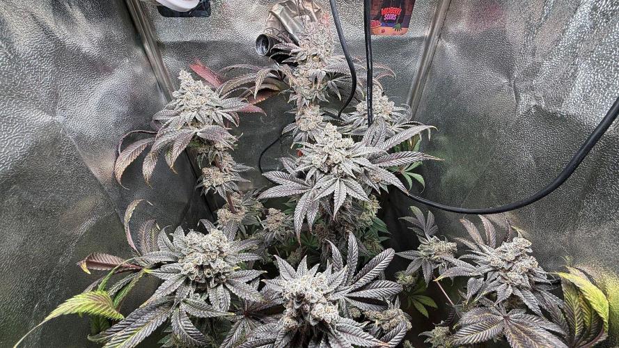 Fire in 40x40. Week 16