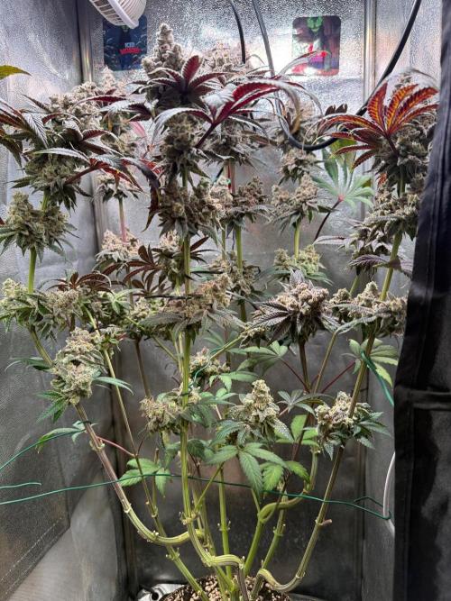 Fire in 40x40. Week 16