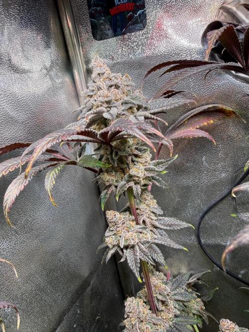 Fire in 40x40. Week 16