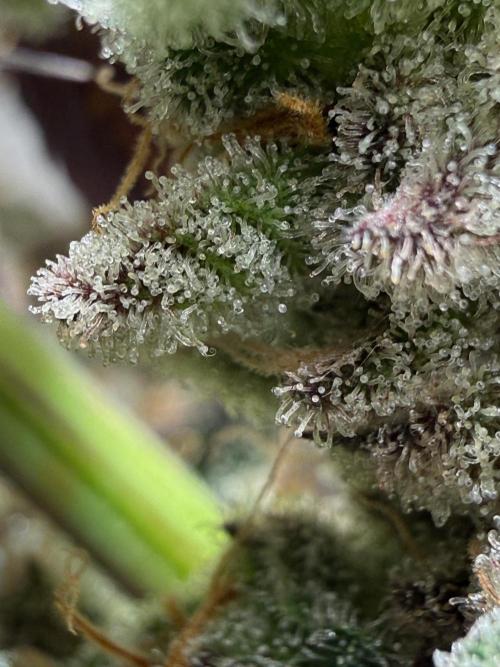 Fire in 40x40. Week 16