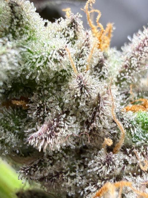 Fire in 40x40. Week 16