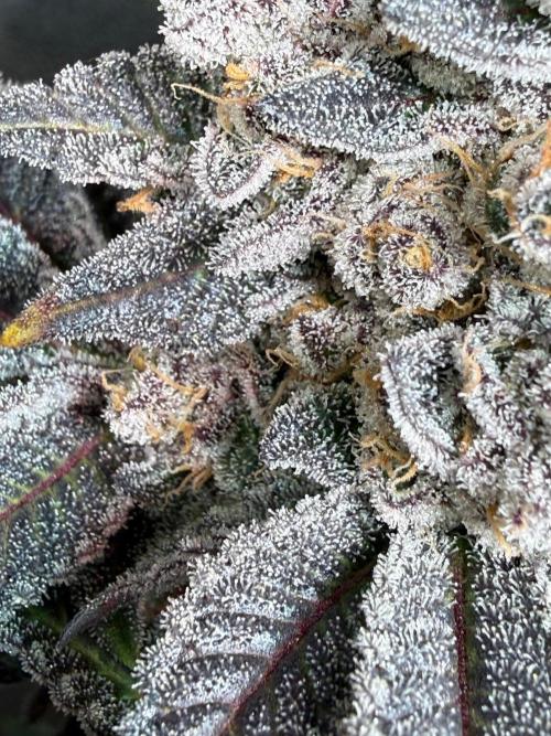 Fire in 40x40. Week 16