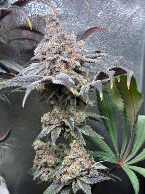 Fire in 40x40. Week 16