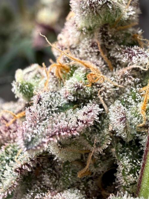 Fire in 40x40. Week 16