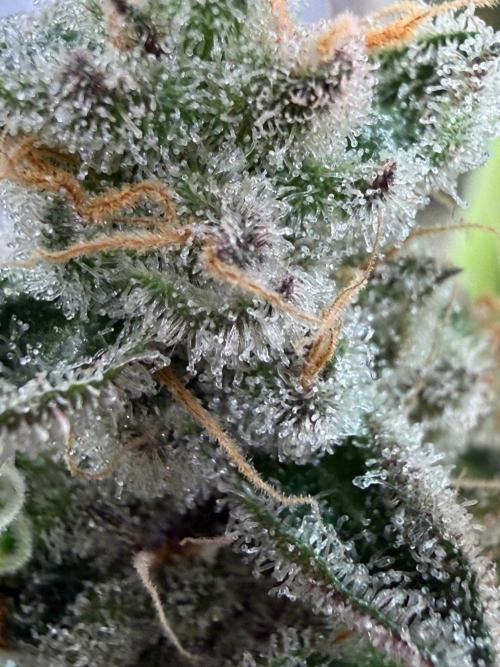 Fire in 40x40. Week 16