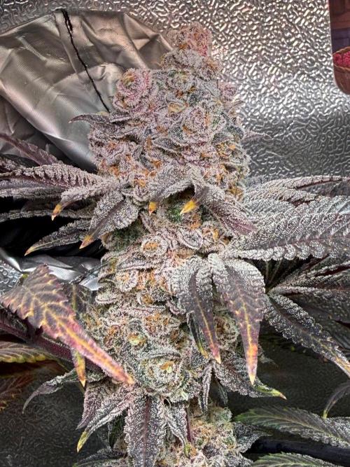 Fire in 40x40. Week 16