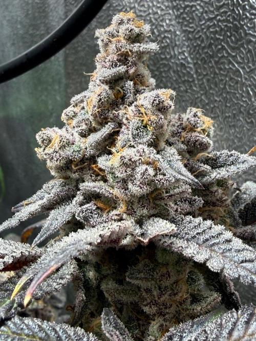 Fire in 40x40. Week 16