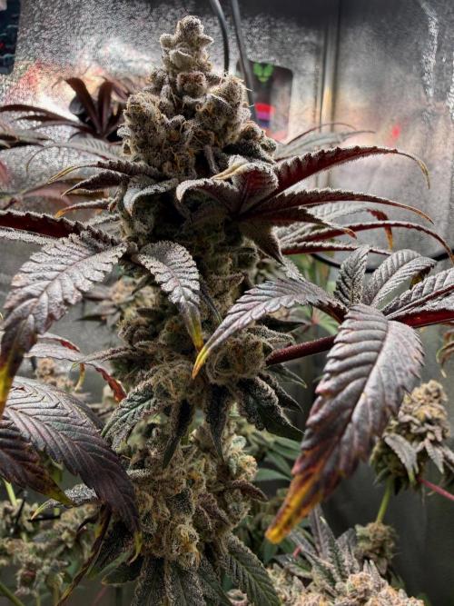 Fire in 40x40. Week 16