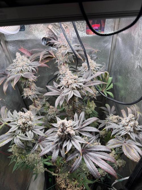 Fire in 40x40. Week 16